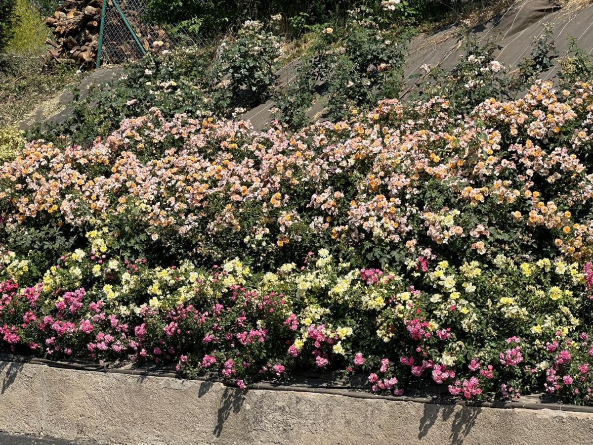 Apartmán Au Parfum Des Roses Gunstett Exteriér fotografie